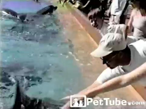 Dolphin vs. Boy - PetTube.com