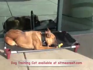 Dog Beds - How to implement them into training