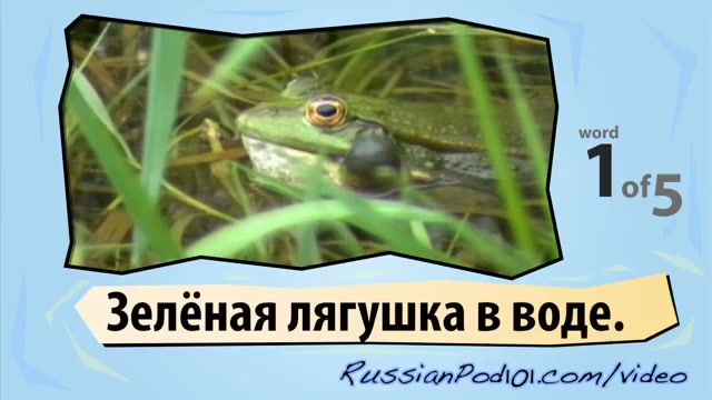 Learn Russian - Learn with Russian Amphibians and reptiles Videos