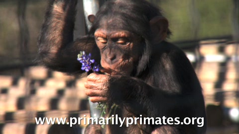 Sponsor a Chimpanzee