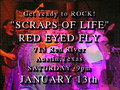 Scraps of life@Red Eyed Fly-"The Return!"