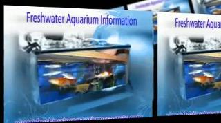 Freshwater Aquarium Information