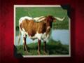 History Hall #1: The History of the Texas Longhorn