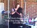 Perth Dog Grooming - Shag Dog Grooming Services - Grooming Aussie the Poodle