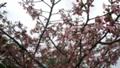 National Cherry Blossom Festival Washington DC Bloom Check March 28th 
