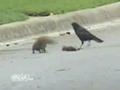 Amazing Squirrel Fights off Crows - Protects Dead Friend's Body .wmv