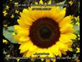 Sunflower - Masami Okui (Full Version, English Subtitled)