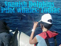 Spanish Dolphin: Pilot Whales (Zodiac)  
