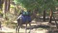 Camel Rides, Perth