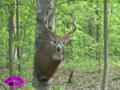 Whitetail Deer Taxidermy Filmed in HD ONLY on HawgNSonsTV