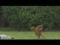 Squirrel on the ball.wmv