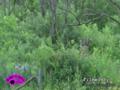 Monster Whitetail in Velvet June 9 ONLY on HawgNSonsTV