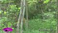 Whitetail Deer in Summer June 21 ONLY on HawgNSonsTV
