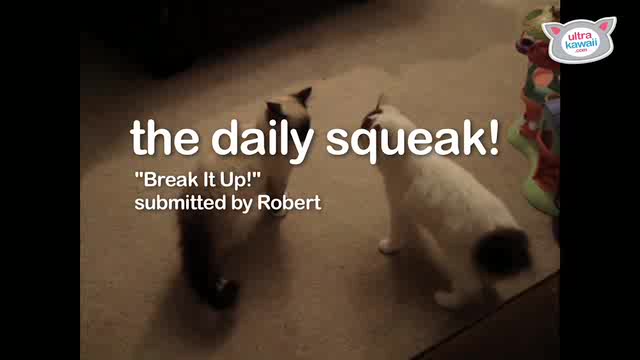 Break It Up! The Daily Squeak