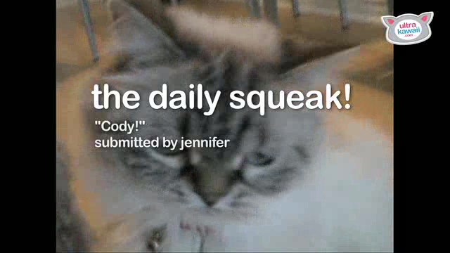 Cody on Catnip! The Daily Squeak