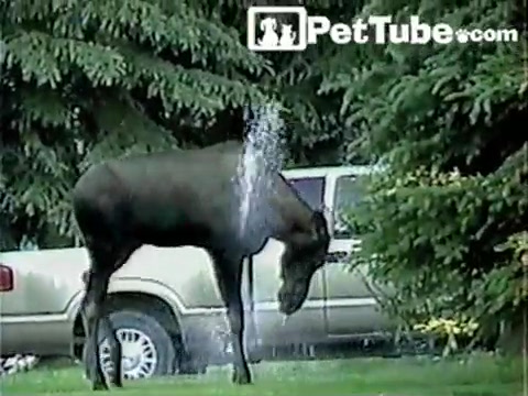 Moose Takes a Shower