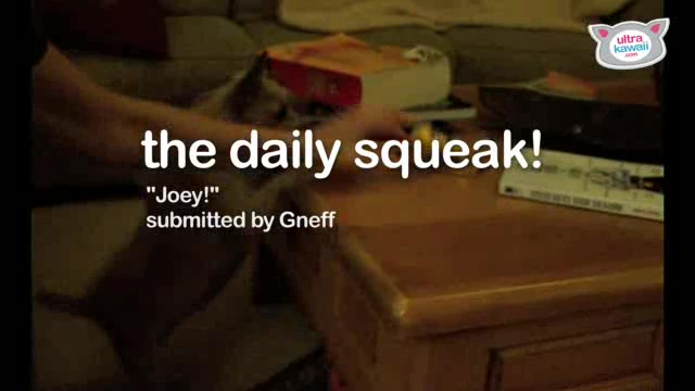Joey Craves Candy! The Daily Squeak