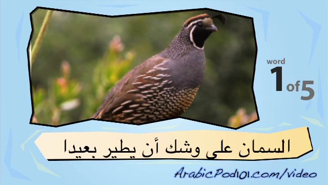 Learn Arabic with Video – Birds 2