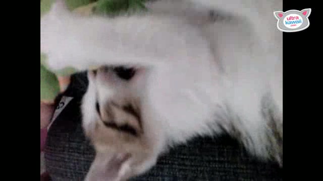 Kitten Fights Green Monster! : The Daily Squeak