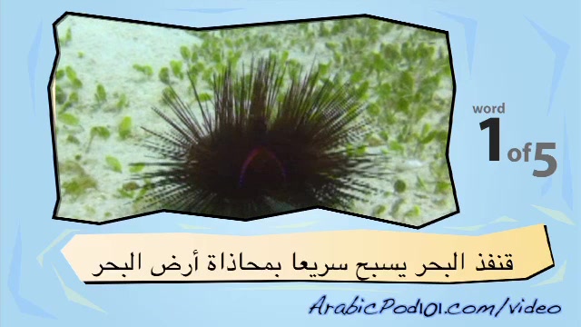 Learn Arabic with Video – Marine Life II
