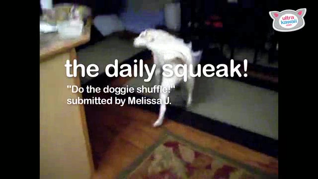 Doggie's Silly Shuffle! The Daily Squeak