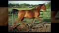 Beautiful Bay Arabian Filly For Sale on PerfectSteed.com