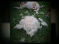 Perth Dog Grooming - The Furminator - 'Terminate the fluff'