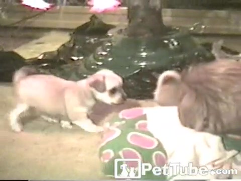 When Puppies Attack! - PetTube.com