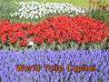 World Famous Tulip Gardens In Bloom, the Netherlands (Holland) 