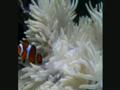 My clownfish and their anemone!
