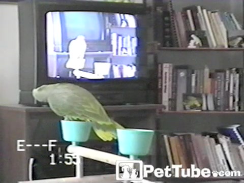 TV Talking Bird - PetTube.com