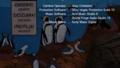 Humboldt Penguin Exhibit