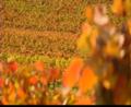 Herbstimpressionen der Weingärten der Domaine Pöttelsdorf