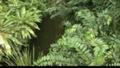 Sunda-Gavial Borneos.Riesenkrokodile