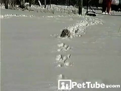 The Dog Plow - PetTube.com