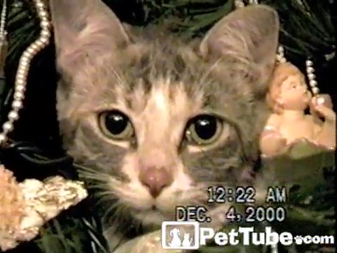 The Ornamental Cat - PetTube.com