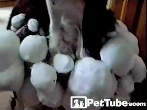 The Dog Who Lost a Snowball Fight! - PetTube.com