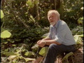 Global Gardener (Bill Mollison, Permaculture) 1 - In the tropics.avi