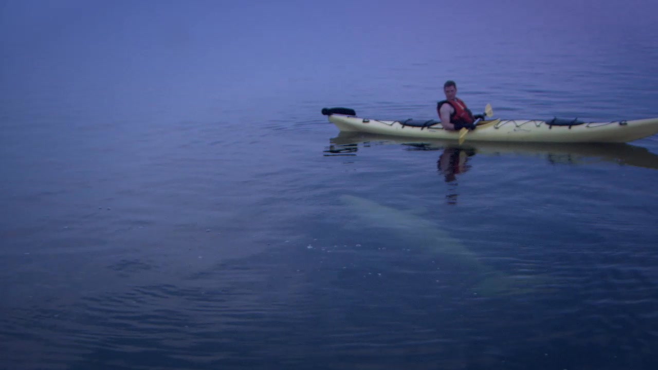 Kayaking with the Belugas in Churchill – Manitoba, Canada
