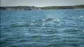 Swimming with Belugas in Churchill – Manitoba, Canada