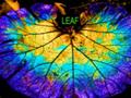 Frog or a Leaf? - Pete Munday