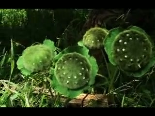 CG Animated Short Film: Mutated Plants by AAU Animation School Student Vieta Hsieh