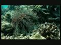 Vie et mort du corail