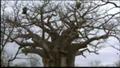 Baobab - Gigant der Savanne 