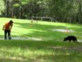 German Shepherd puppy training follwing come off leash