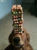 Best Dog Balancing Act