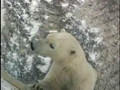 Polar Bear Begs for Food, Churchill, Manitoba, Canada