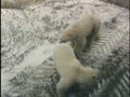 Polar Bear Close-Ups, Churchill, Manitoba, Canada