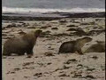Seals Battle Over Harem Control, Kangaroo Island, Australia