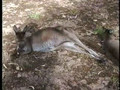 Silly, Lazy, and Spoiled Kangaroos, Kangaroo Island, Australia, 